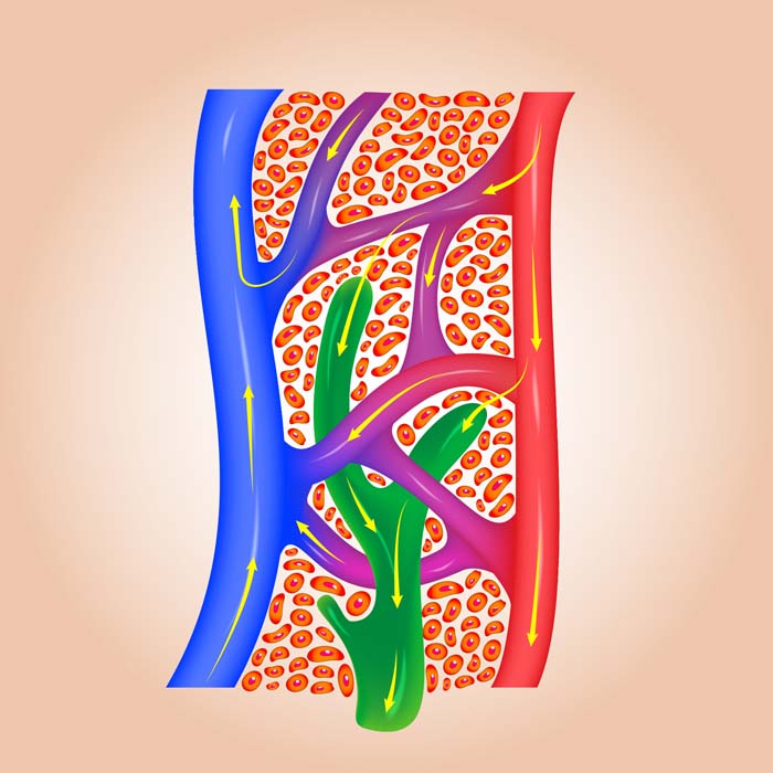 zeichnung von lymphwegen